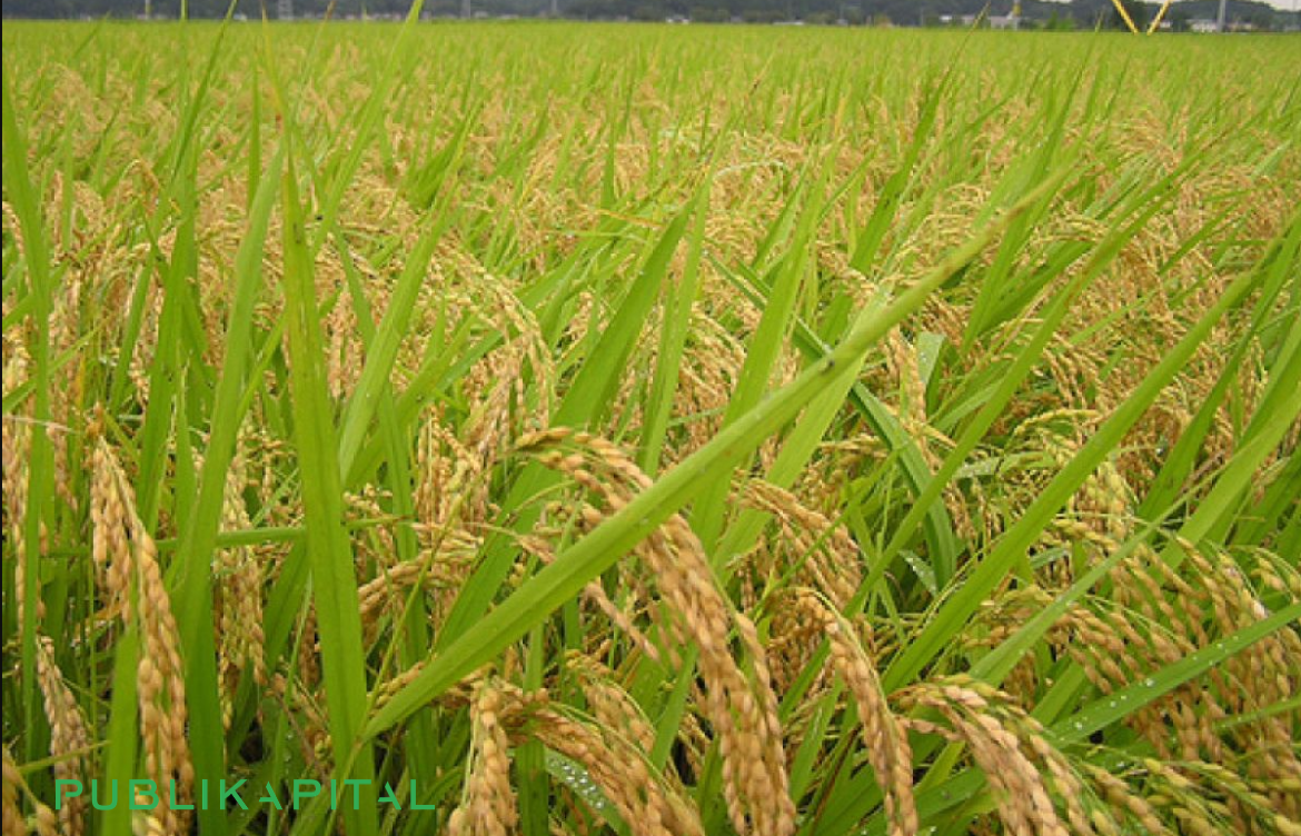 Padi-Gogo-Sukabumi-2026