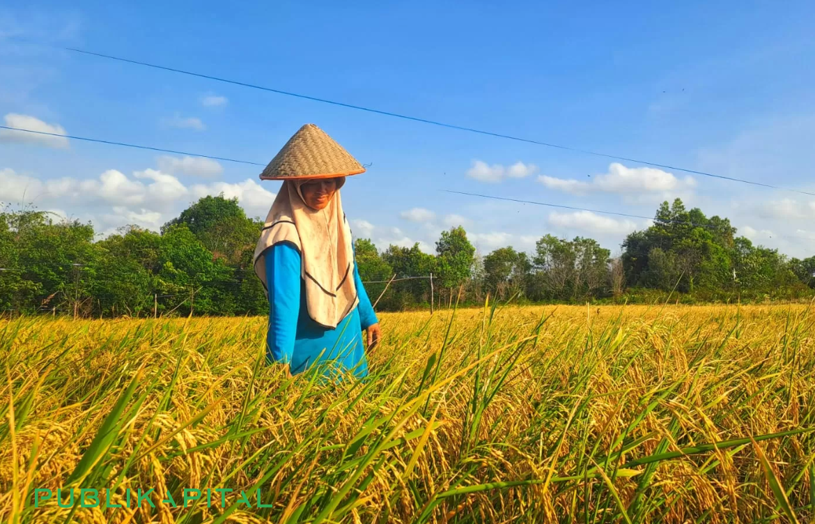 Padi Gogo Sukabumi: Potensi 37 Ribu Hektare yang Siap Dongkrak Produksi Beras Nasional